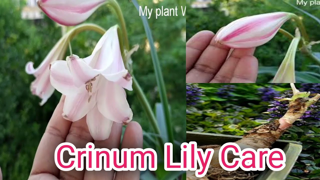 Complete care of Crinum lily /Milk and Wine lily/My plant World