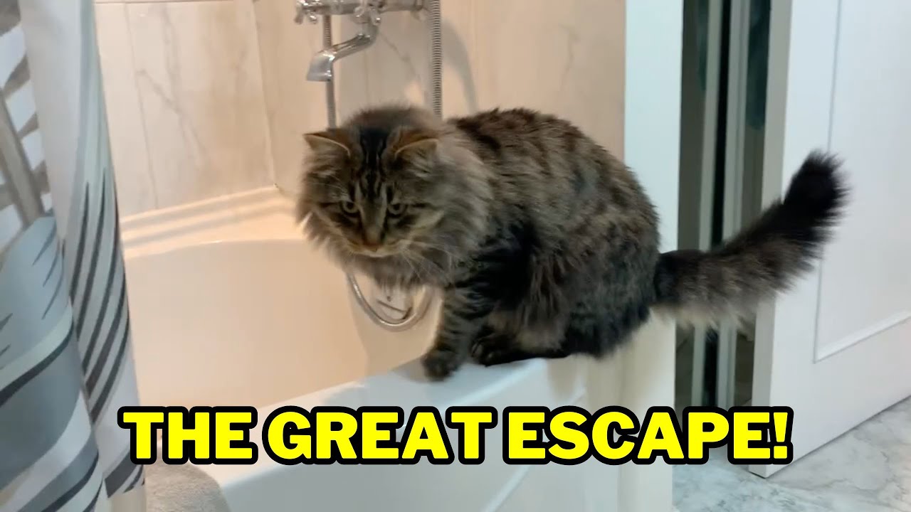 Siberian Cat's Great Bath Escape: The Furry Prison Break