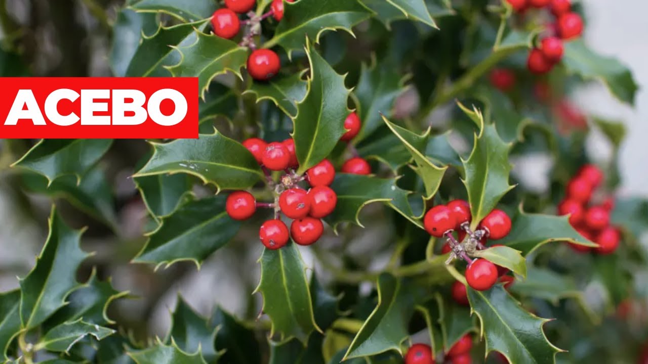 &iquest;Qu&eacute; es el ACEBO?🎄Propiedades, beneficios y usos del Acebo