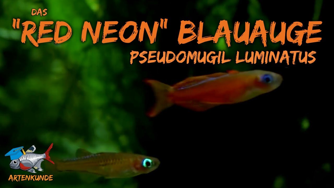 Das „Red Neon“ Blauauge - Pseudomugil luminatus | ADVENTdicted! Adventskalender | Türchen 12