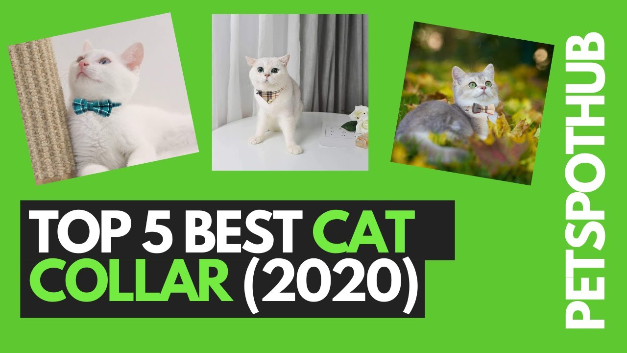 Top 5 best cat collars (2020)
