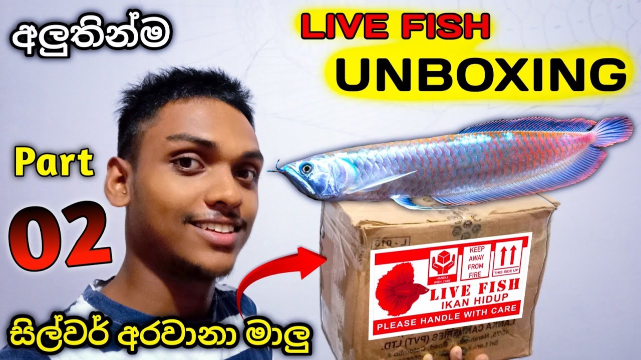 සිල්වර් අරවානා පැටව් හොයන අයට | Live Fish Unboxing ... | Silver Arowana Fish 🦈🌊