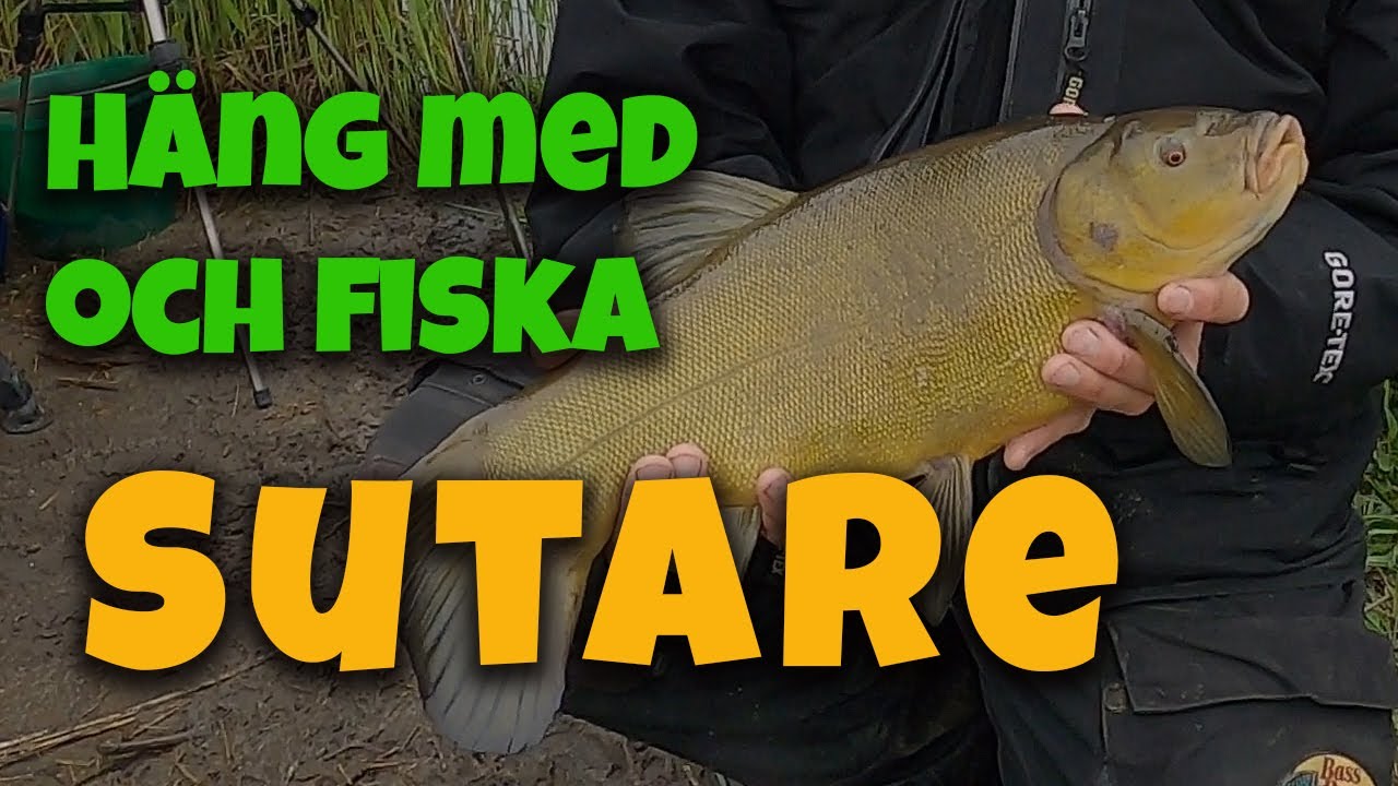 Häng med ut och fiska - Sutare 2021