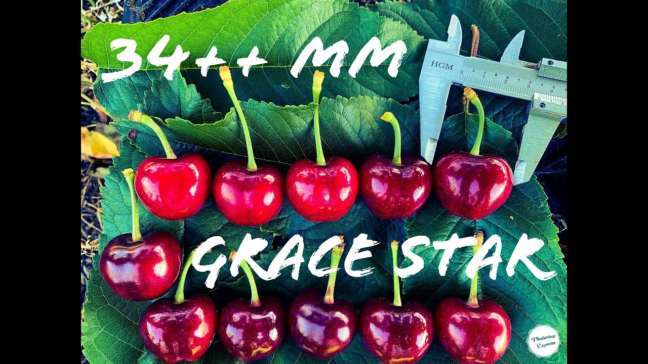 GRACE STAR CHERRY.THE BIG CHERRY!.HARVEST TIME..