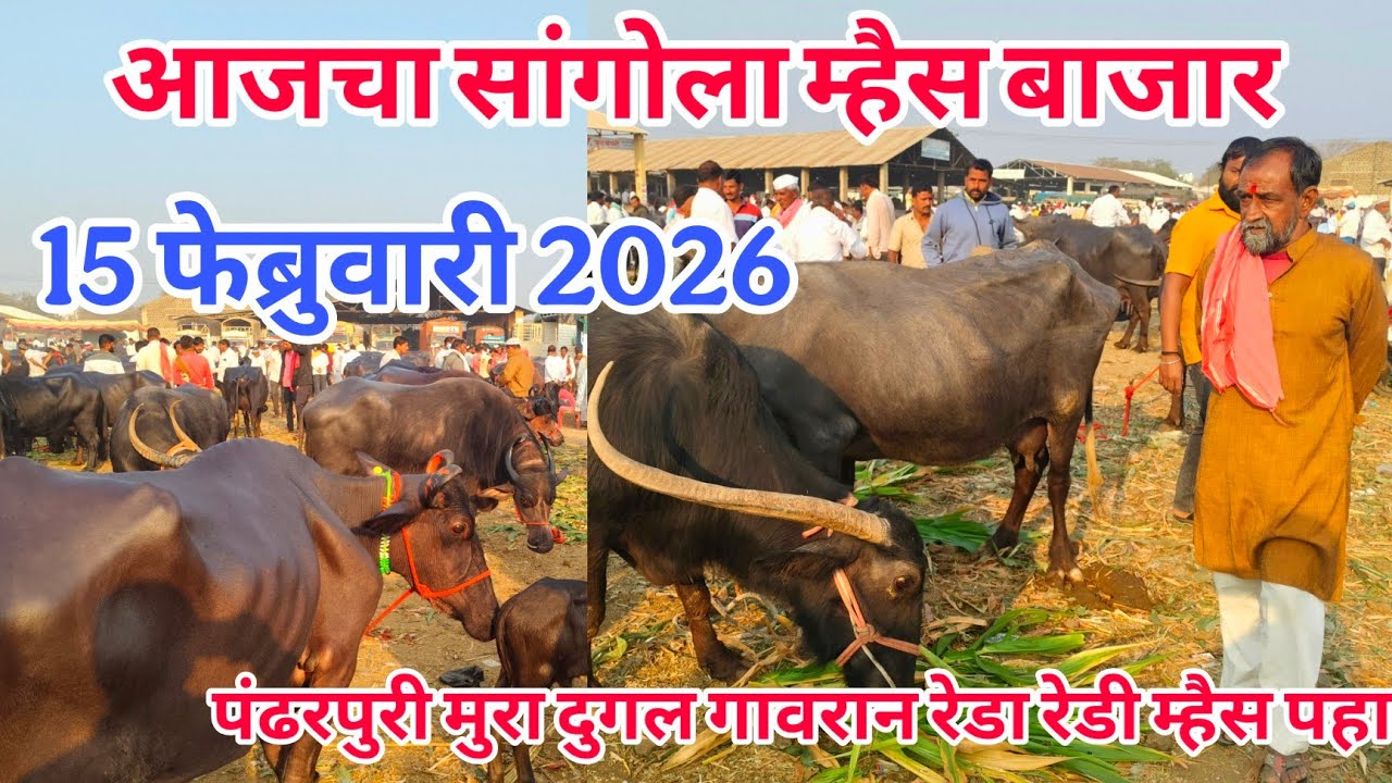 आजचा सांगोला म्हैस बाजार 15 फेब्रुवारी 2026 #sangola_म्हैस_bazar#baffalo_market_in_maharastra #म्हैस
