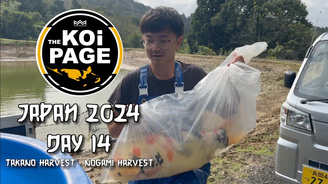 TheKoiPage | Japan Day 14 | Takano Harvest - Nogami Harvest - Marudo