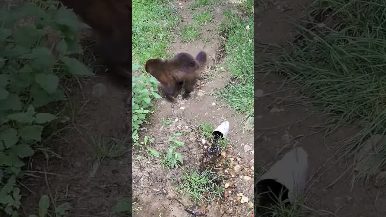 GaiaZoo Kerkrade Wolverine/ Veelvraat.