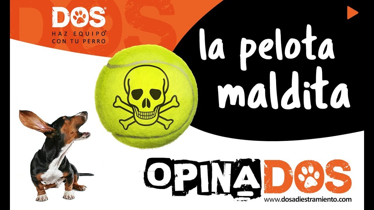 PERROS OBSESIONADOS con la PELOTA 🤔⚾🐶 - Consejos para tratar este problema 📝