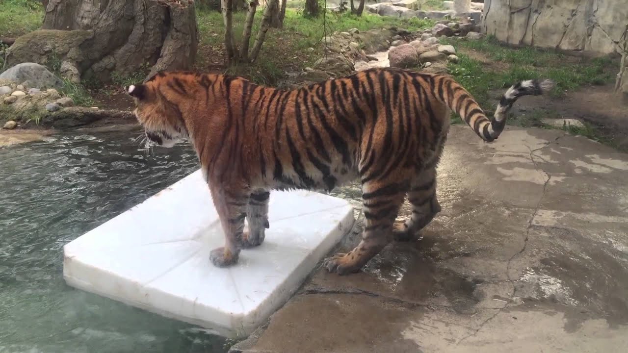 Amur (Siberian) Tigers playing at Columbus Zoo