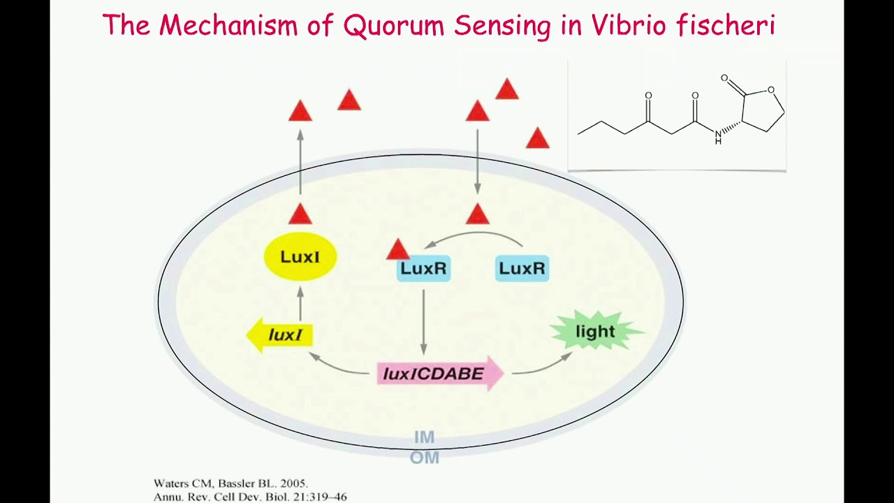 Quorum Sensing, Cooperation and Conflict in Populations of the Opportunistic