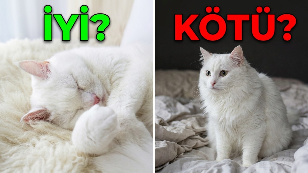 Kediyle Uyumanın Zararları ve Faydaları Nelerdir?