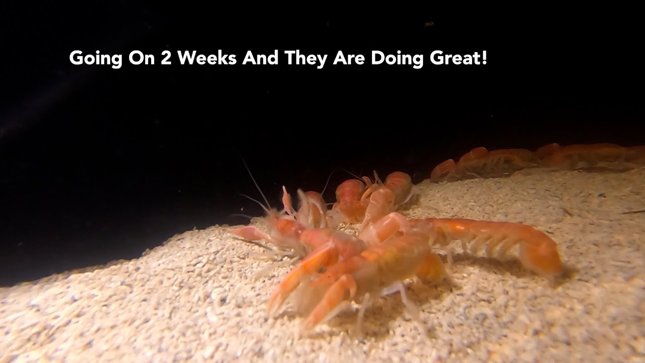 Sand Shrimp Update-They Are Still Doing Great