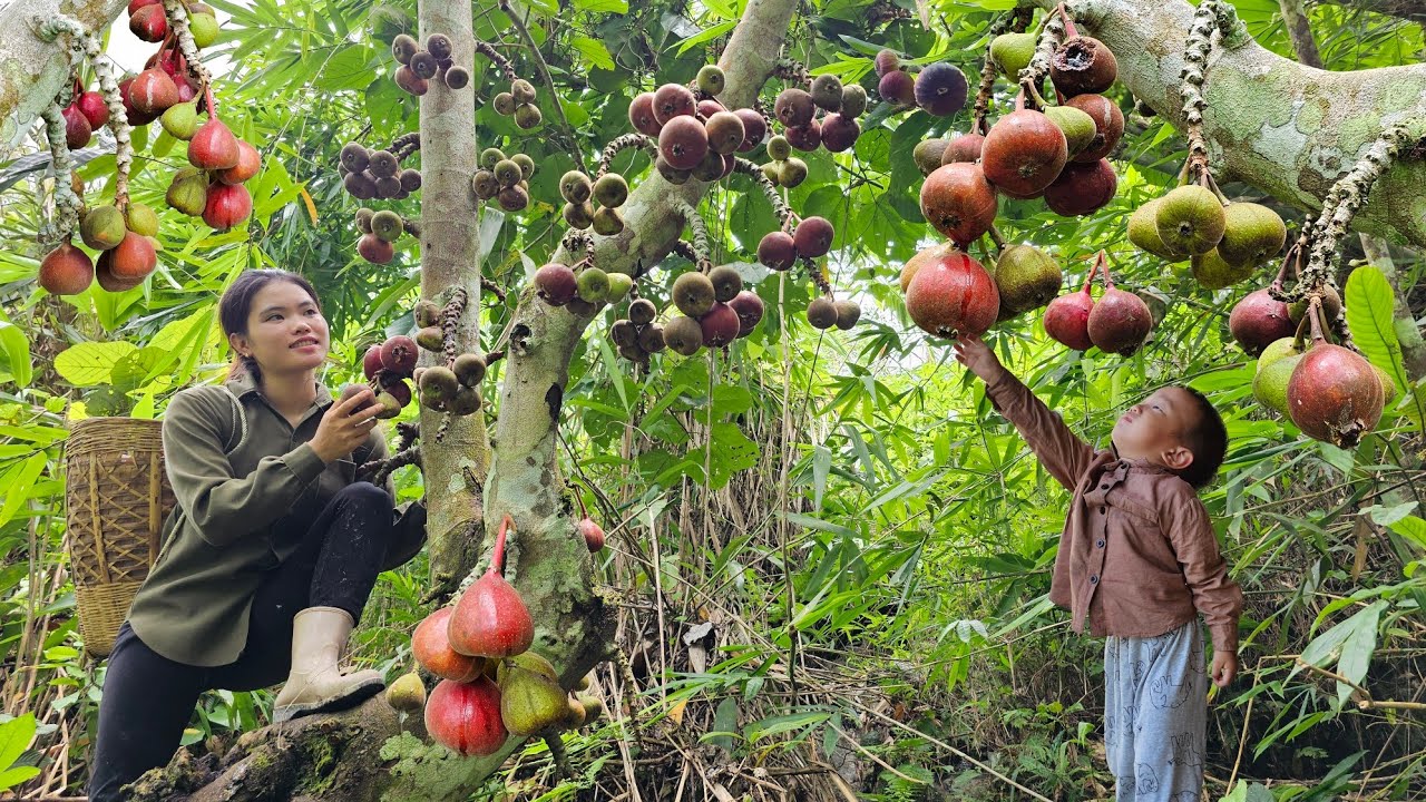 Harvesting Ripe Fig Fruits with Lots of Honey to Sell at Market - Cooking Reserve Food for Piglets.