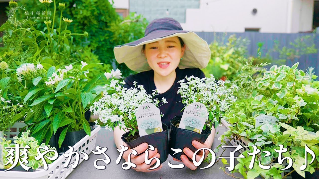 【夏におすすめ】さわやかなお花＆リーフ大集合！【暑さに強い】