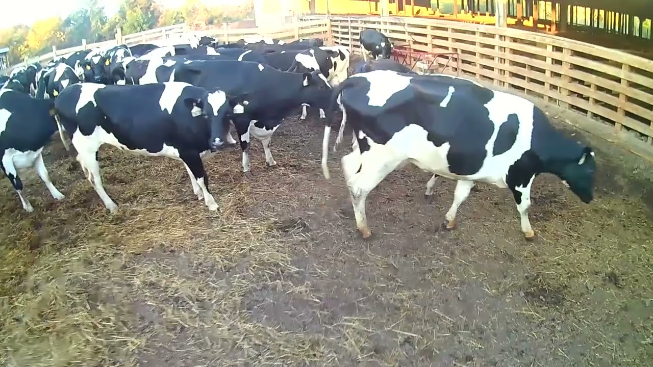 Loading 25 Bulls And 3 Holsteins With Dual View