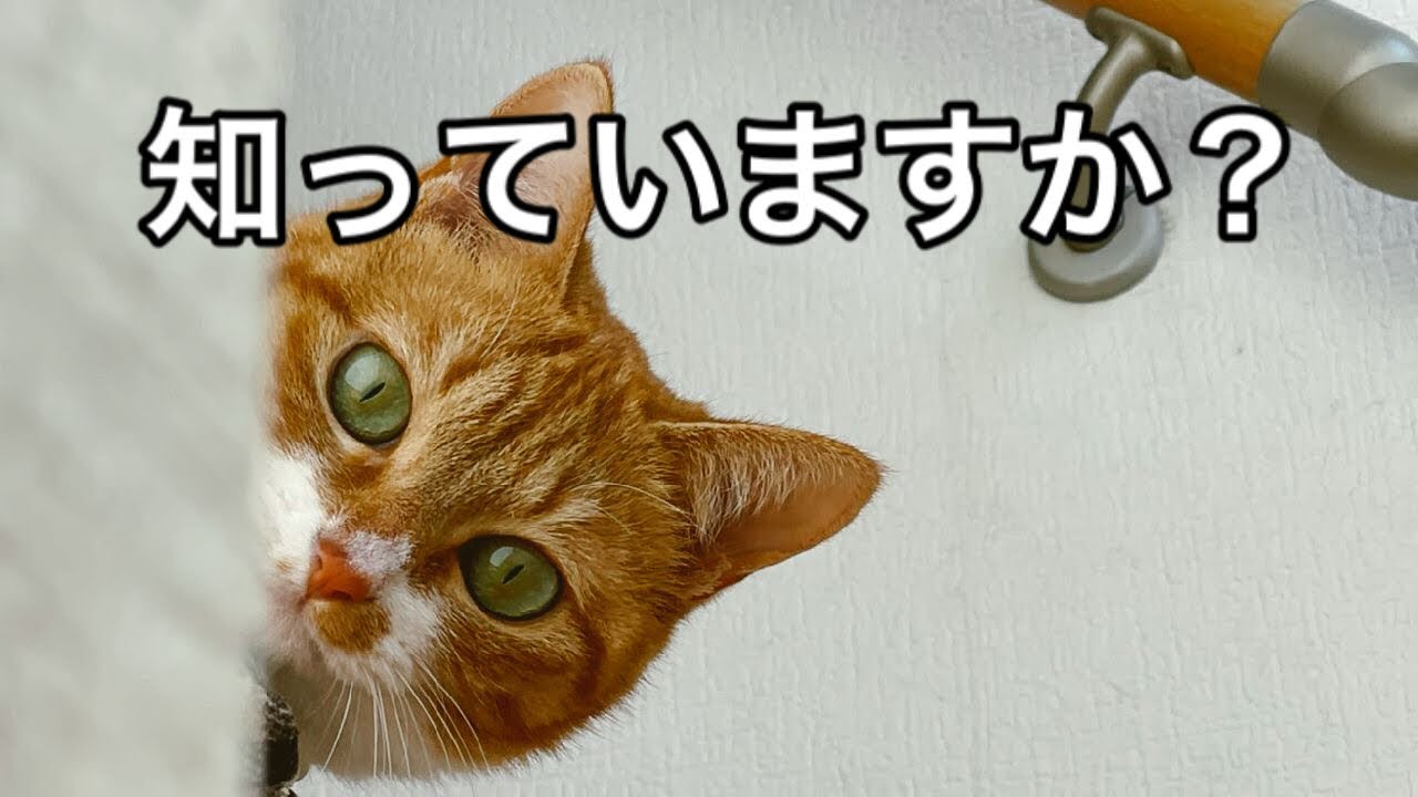 【猫のワクチン】意外に知らない、知っていると役に立つ！何種を何年に一度打てば良いのか、副作用や高齢になった時は？ワクチン後どうすれば良いか等獣医師がわかりやすく解説