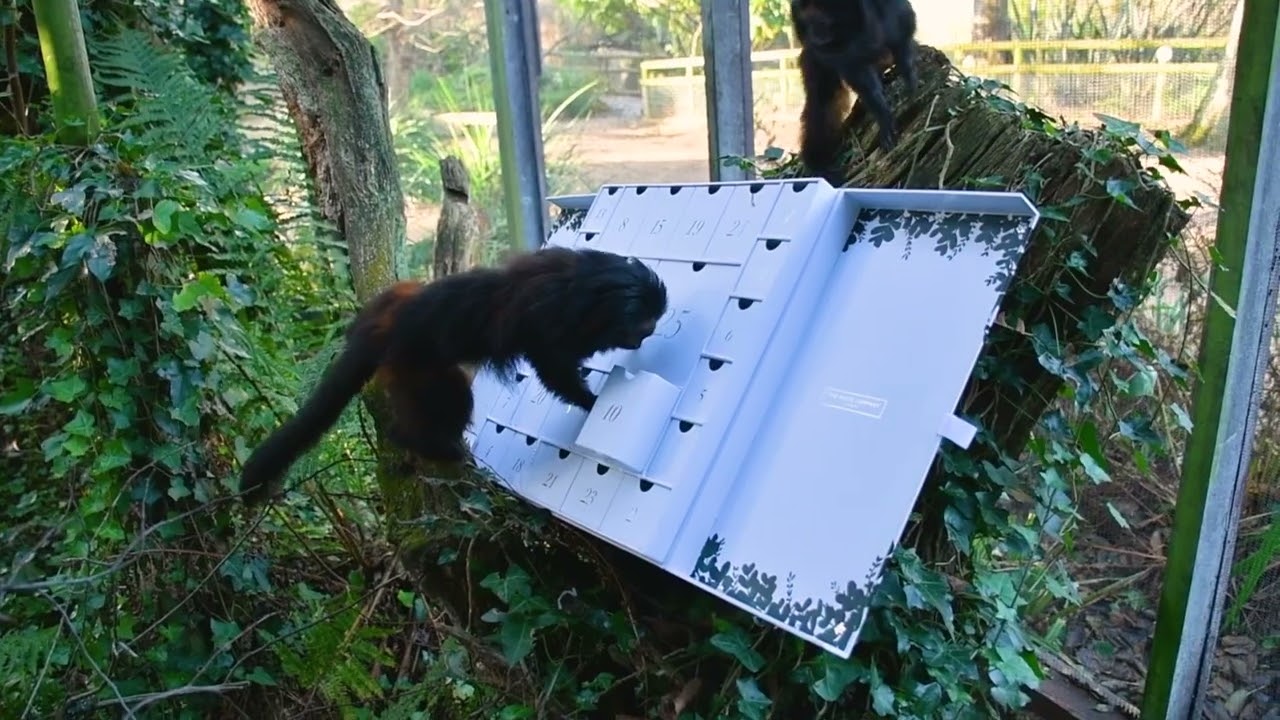 Christmas at Jersey Zoo 2024
