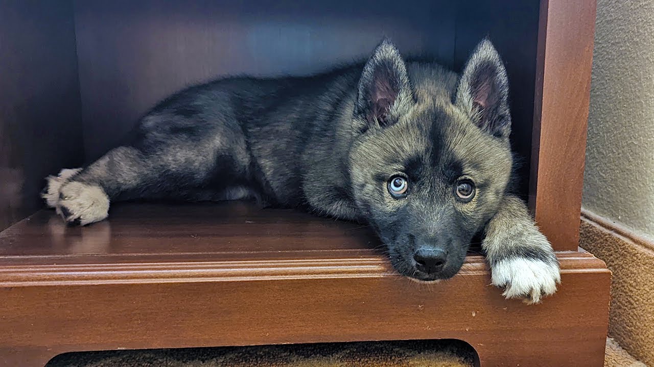 Going To Pick Up Our Husky Puppy!