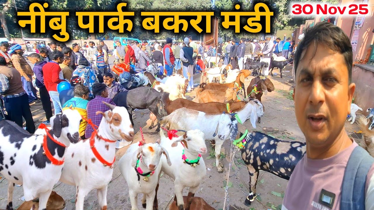 Sunday नींबु पार्क बकरा मंडी |30 Nov 25 |Nimbu Park Bakra mandi Lucknow up live Update 