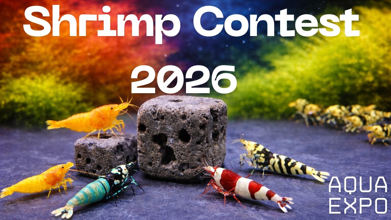 Shrimp Contest Neocaridina + Caridina Garnelen Platz 1-3 | Aqua Expo 2026 #aquaristik #garnelen 