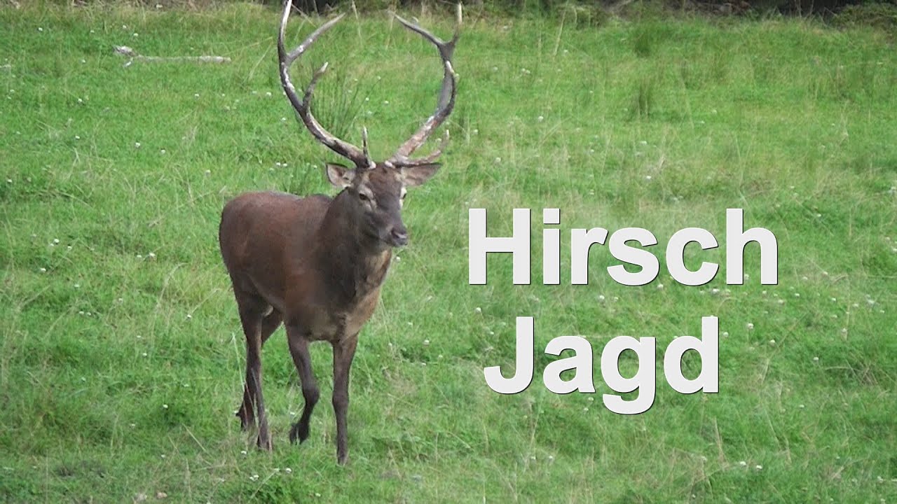 BRUNFT- Hirschjagd mit Waidmannsheil