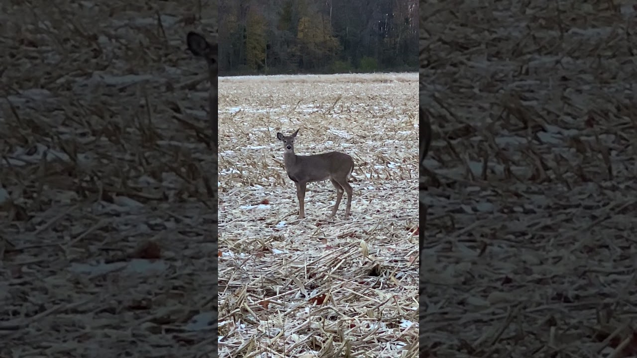 Young Whitetail doe in a cornfield  #shorts #deer #deerhunting #wildlife