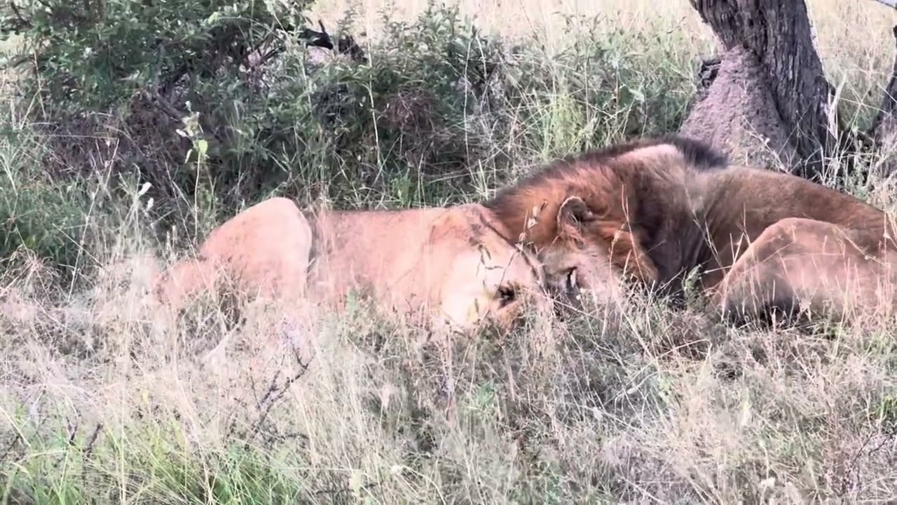 We just found resting honeymooners Black Dam male lion 🦁 and unknown female lion 🦁 | Ranger Marnus.