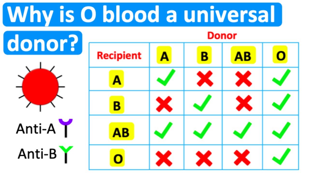 Why is O blood a universal donor? 🤔 | Easy science lesson