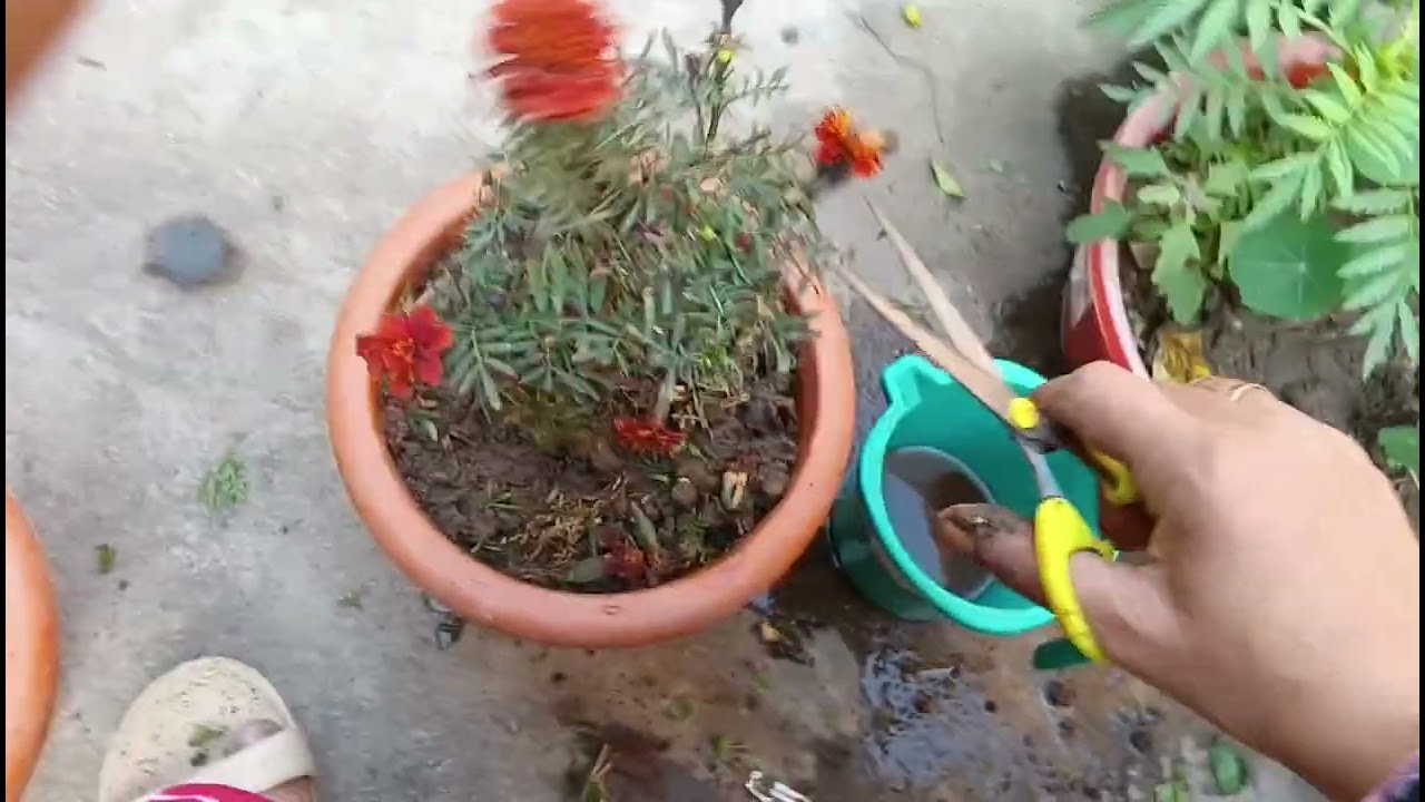 सीडी के सभी पौधो को खूबसूरत और सुंदर बनाने के लिए मै क्या करती हूं। जानिए।#garden #plants #nature