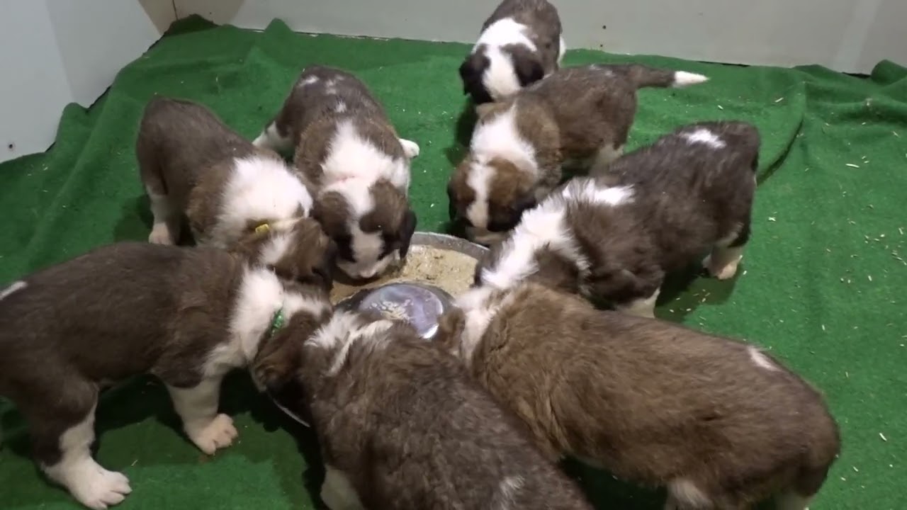 les bébés de Shanell à 4 semaines , élevage saint Bernard du mas de Jalnot