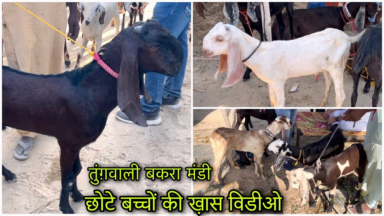 छोटे बीटल बच्चों की ख़ास विडीओ @farmingbaba top quality beetal goat kids Tungwali mandi farming