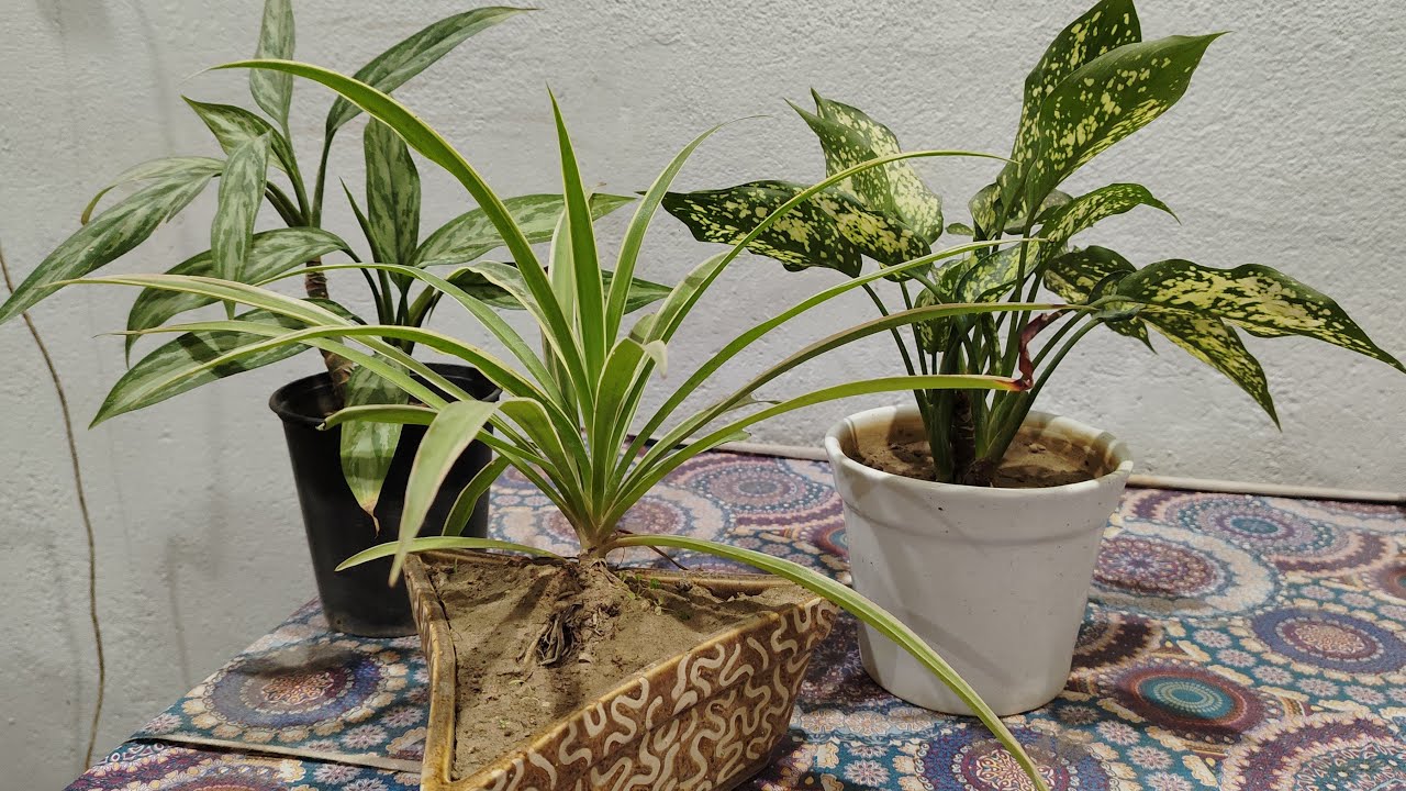 live #Livestream#kuldeepbonsai I am  terrace garden flowering plant and bonsai plant #live
