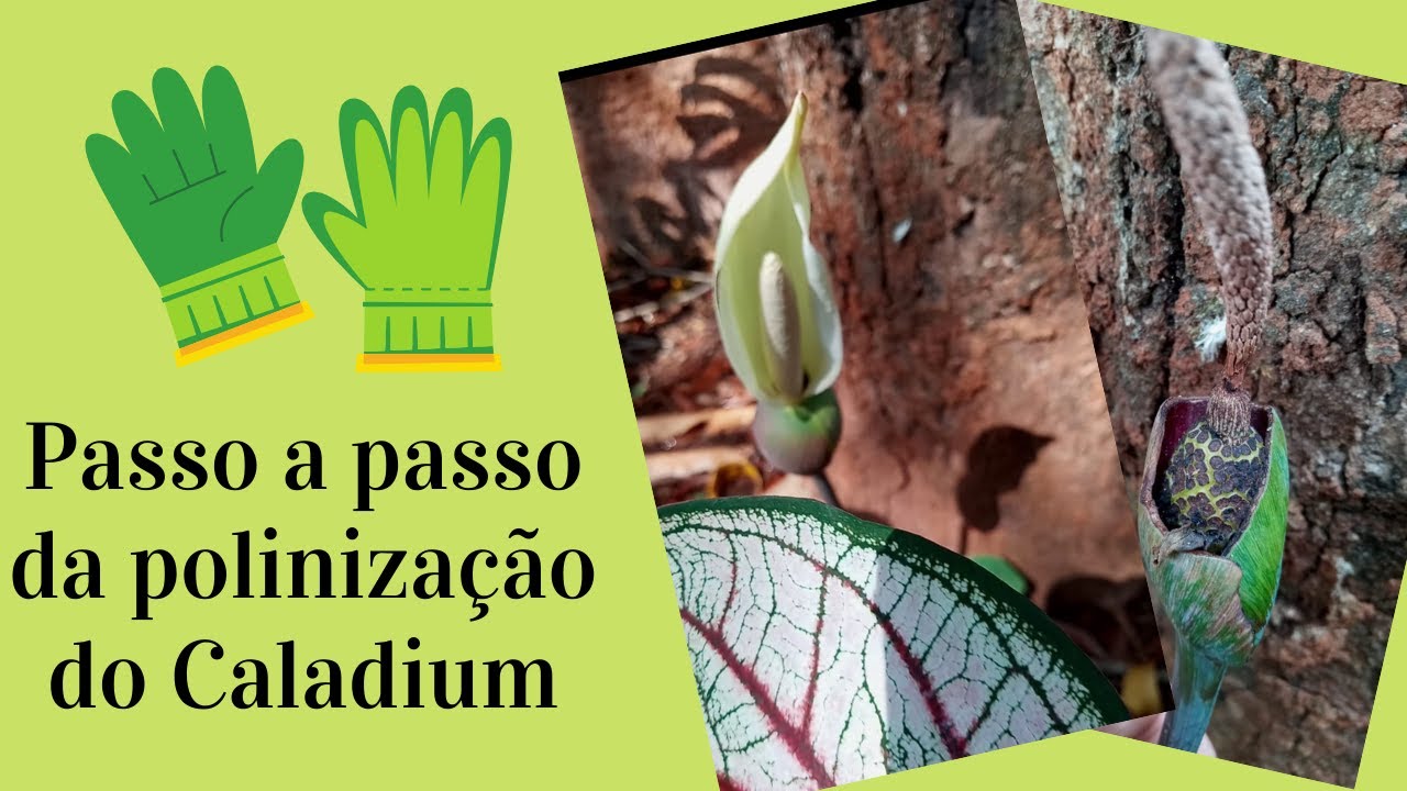 O passo a passo da polinização manual dos caladiums