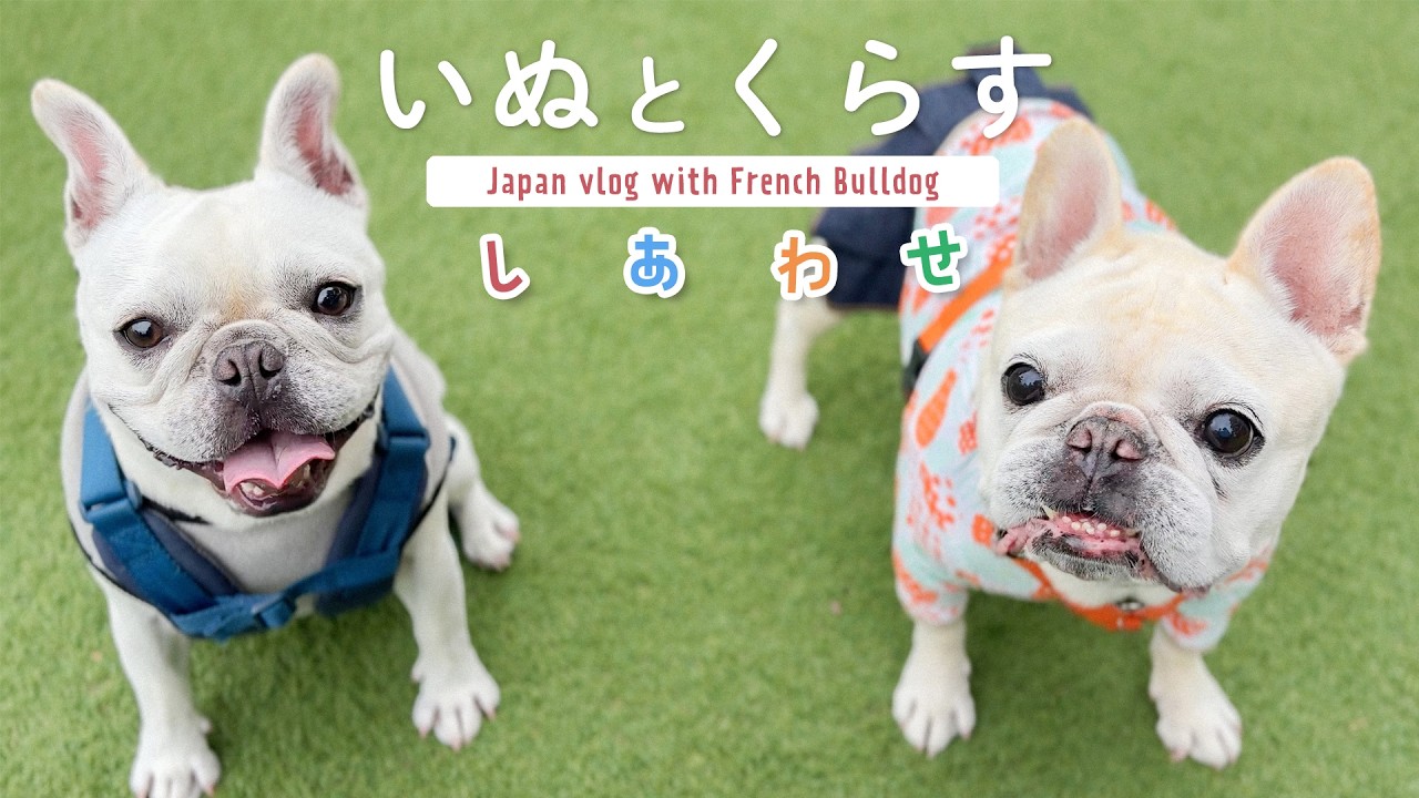 ［11才の犬と平屋暮らし］おともだち | ぷち家庭菜園 | 紅葉さんぽ