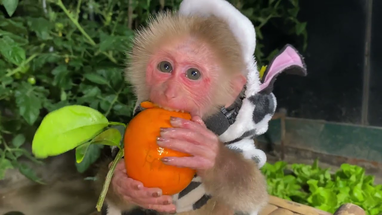 ASMR Monkey Mukbang with a Juicy Orange – Adorable Reactions