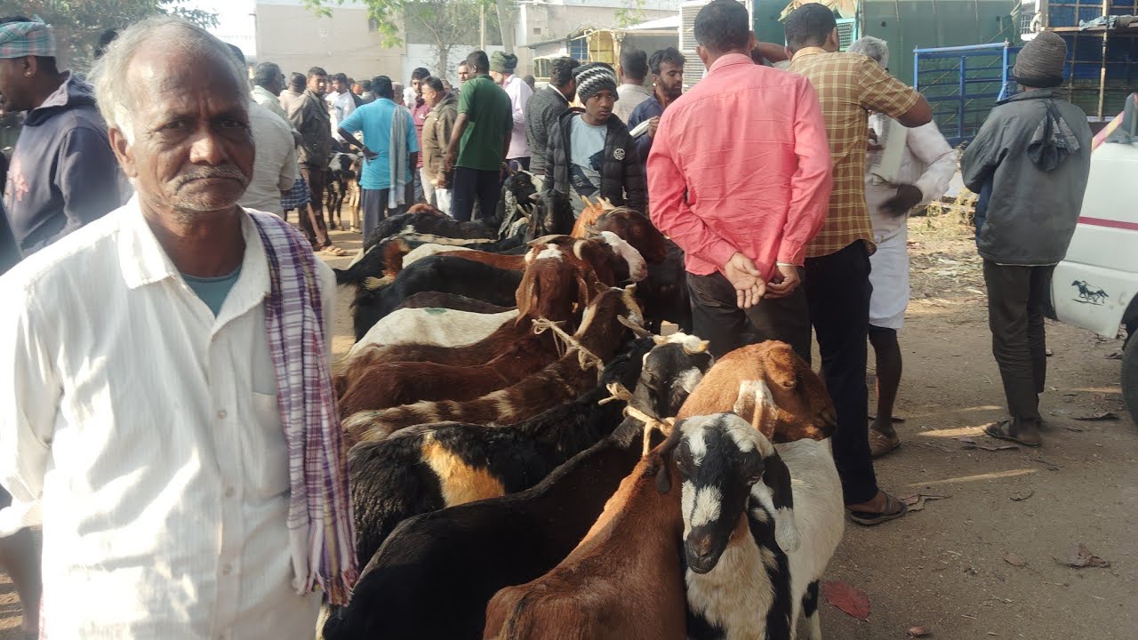 ಚಿಕ್ಕ ಸಂತೆ ಗಂಡು ಸಂತೆ ಗುಬ್ಬಿ ಸಂತೆ# ಸೋಮವಾರ#@agrianimals