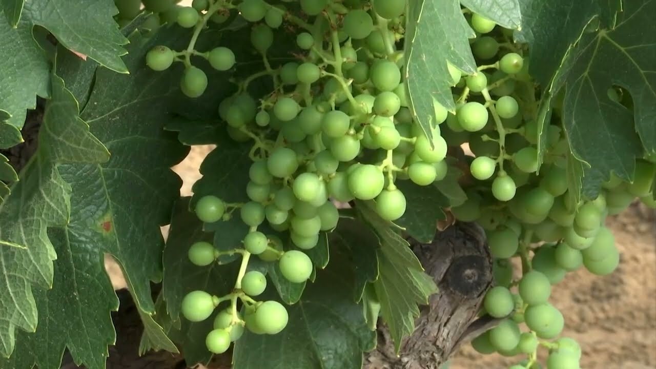Elaboración de vinagre de forma tradicional en Bollullos Par del Condado, Huelva