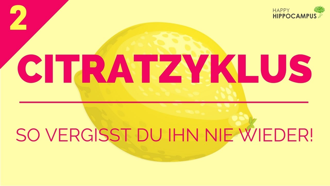 Citratzyklus lernen: Gedächtnispalast & Merkgeschichte (2/3) | Biochemie | HappyHippocampus