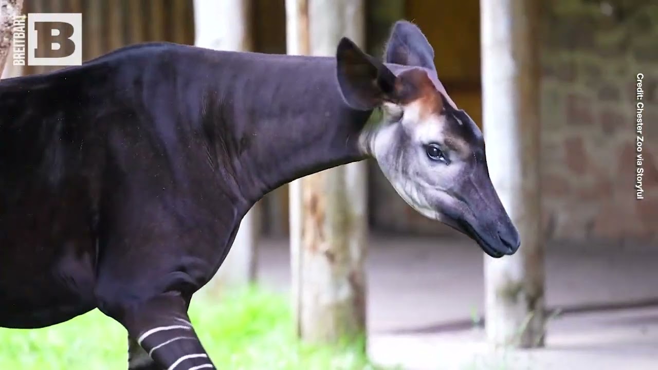 AWW! Rare Okapi Calf Takes First Steps Outside at Chester Zoo