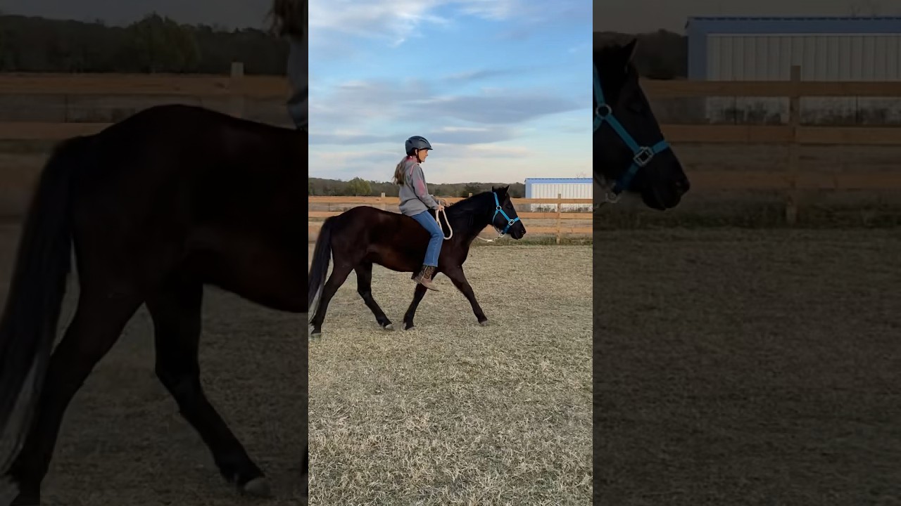 Elliott learned to neck rein! #welshpony #horsetraining