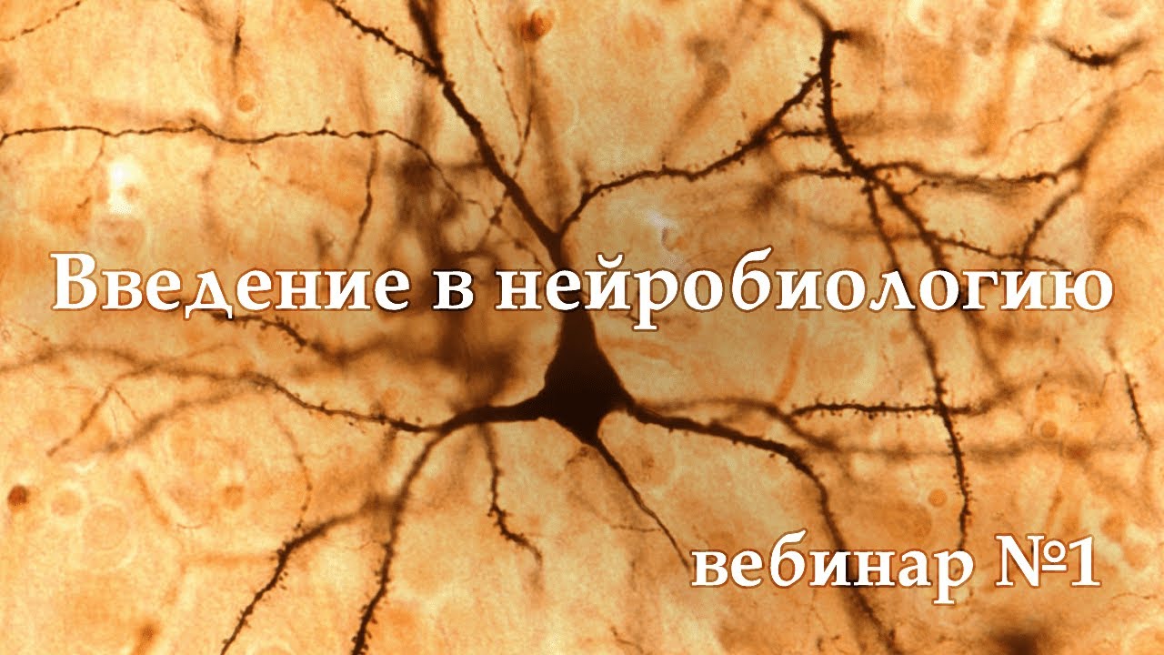 Введение в нейробиологию [ВЕБИНАР 1]
