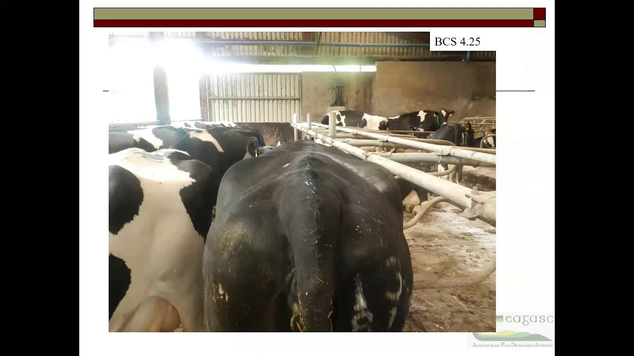 Let&rsquo;s Talk Dairy Webinar &ndash; Milk Fever