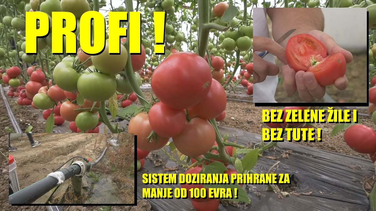 PARADAJZ - PROFI PROIZVODNJA u plastenicima -ovo niste znali o ZELENOJ ŽILI ,TUTI ,RAZVODJENJU ...