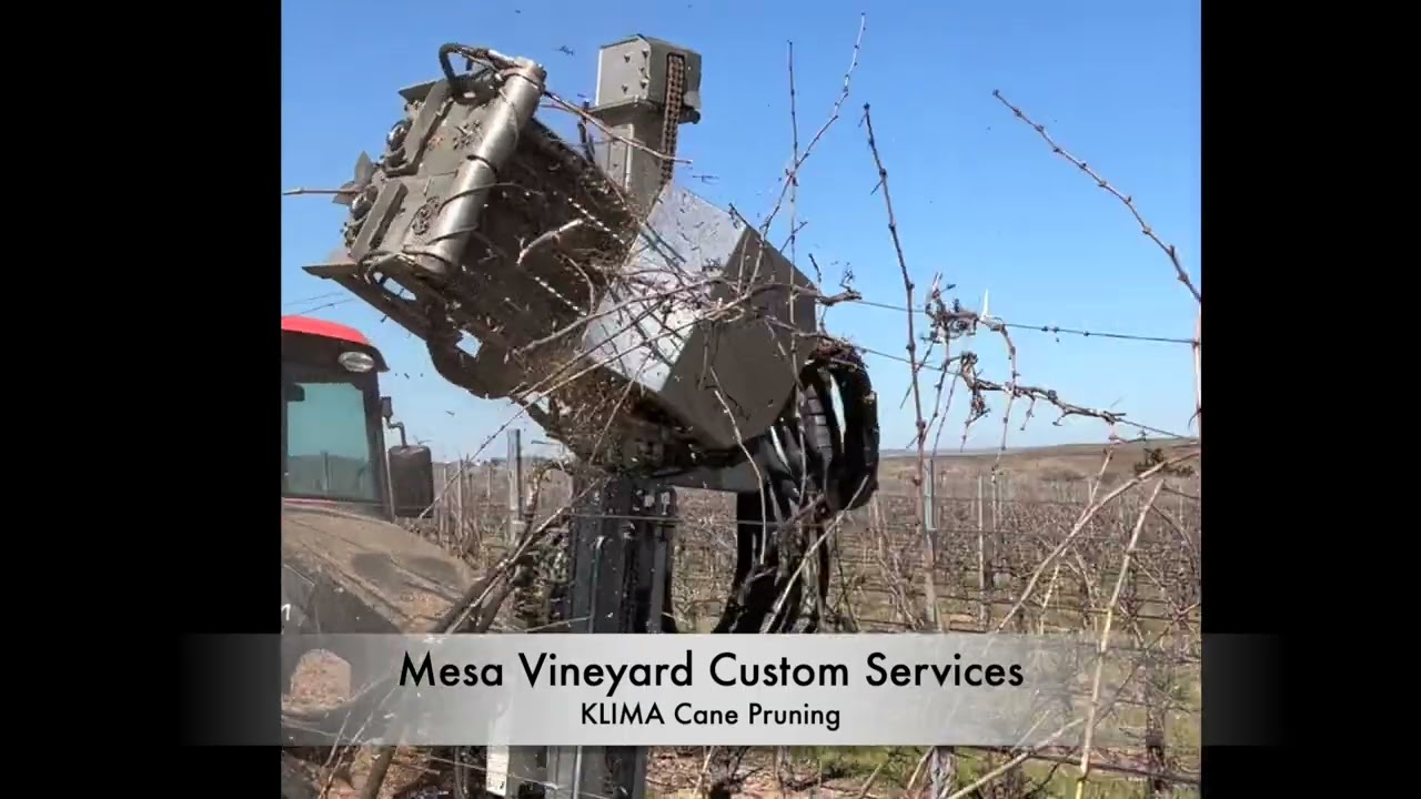 KLIMA Cane Pruning