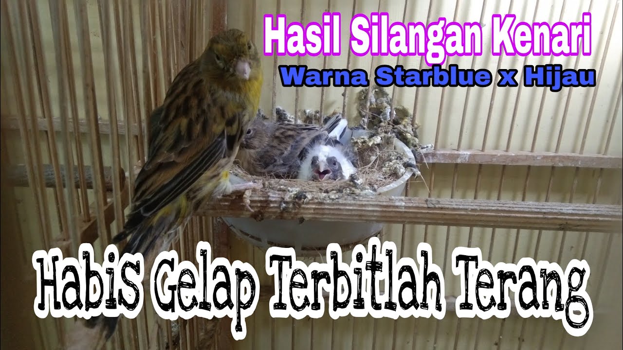 Panen Anakan Kenari Panda Dan Putih Dari Induk Betina Warna Hijau