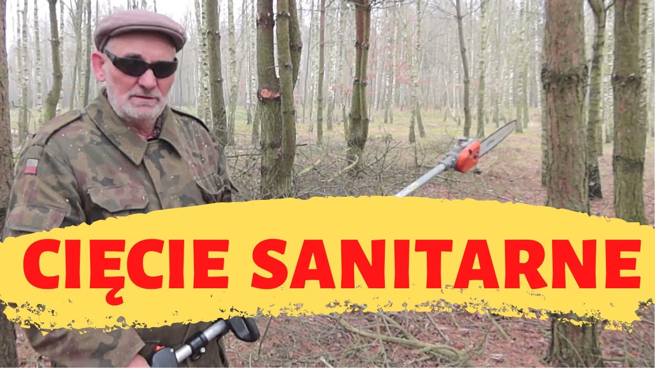 Cięcie sanitarne i prześwietlające lasu