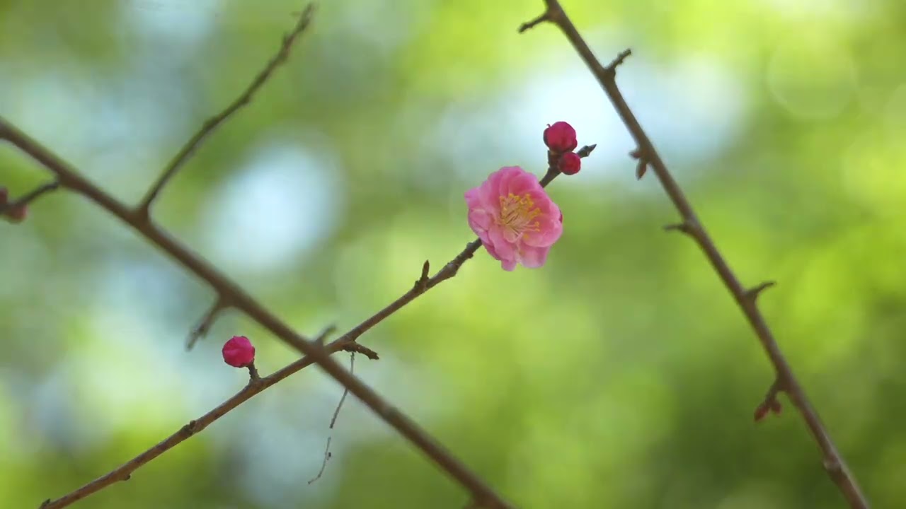 春日大社の若宮紅梅、開花