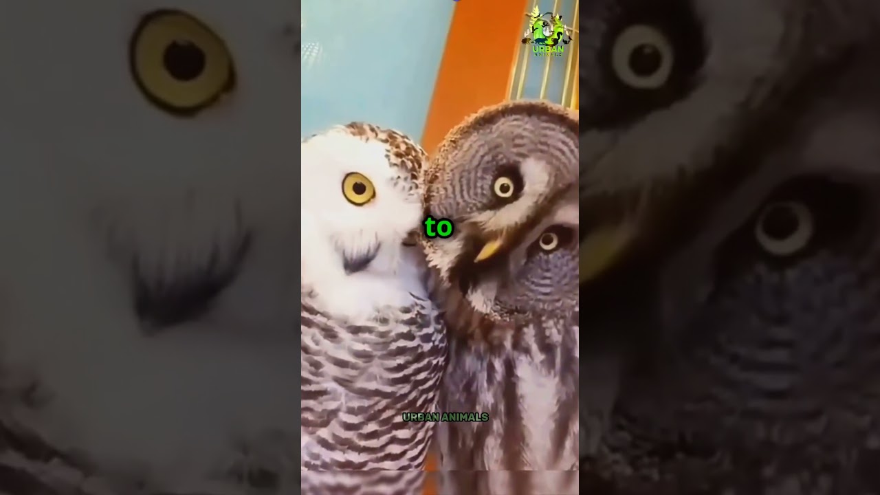 Night Watchers: Urban Owls on the Hunt 🌌🦉🦉#animals #urbananimals #owls #nature #shorts #nightlife