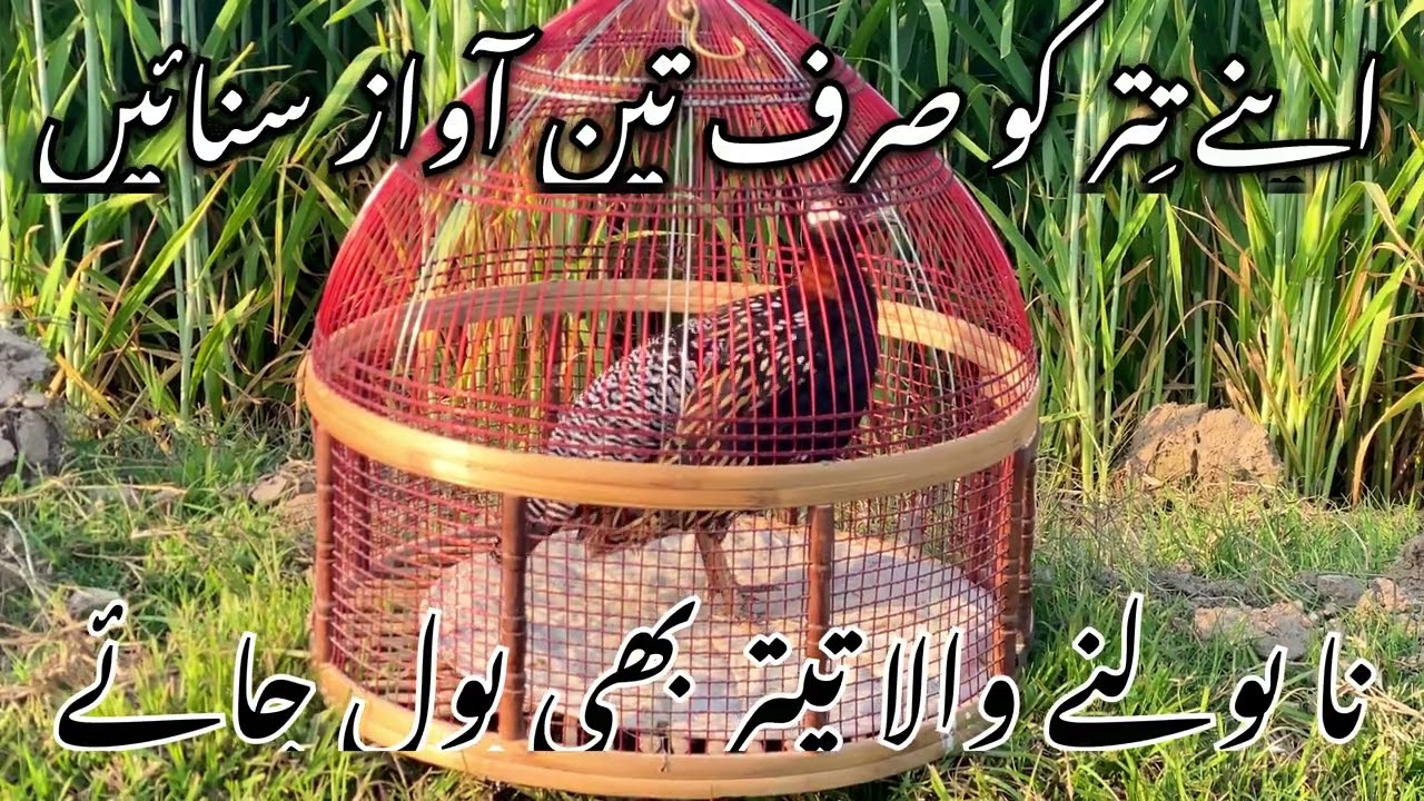 Beautiful sound of black teetar Kalay teetar ki awaz Sindhi teetar ki boli kala teetar ki awaz