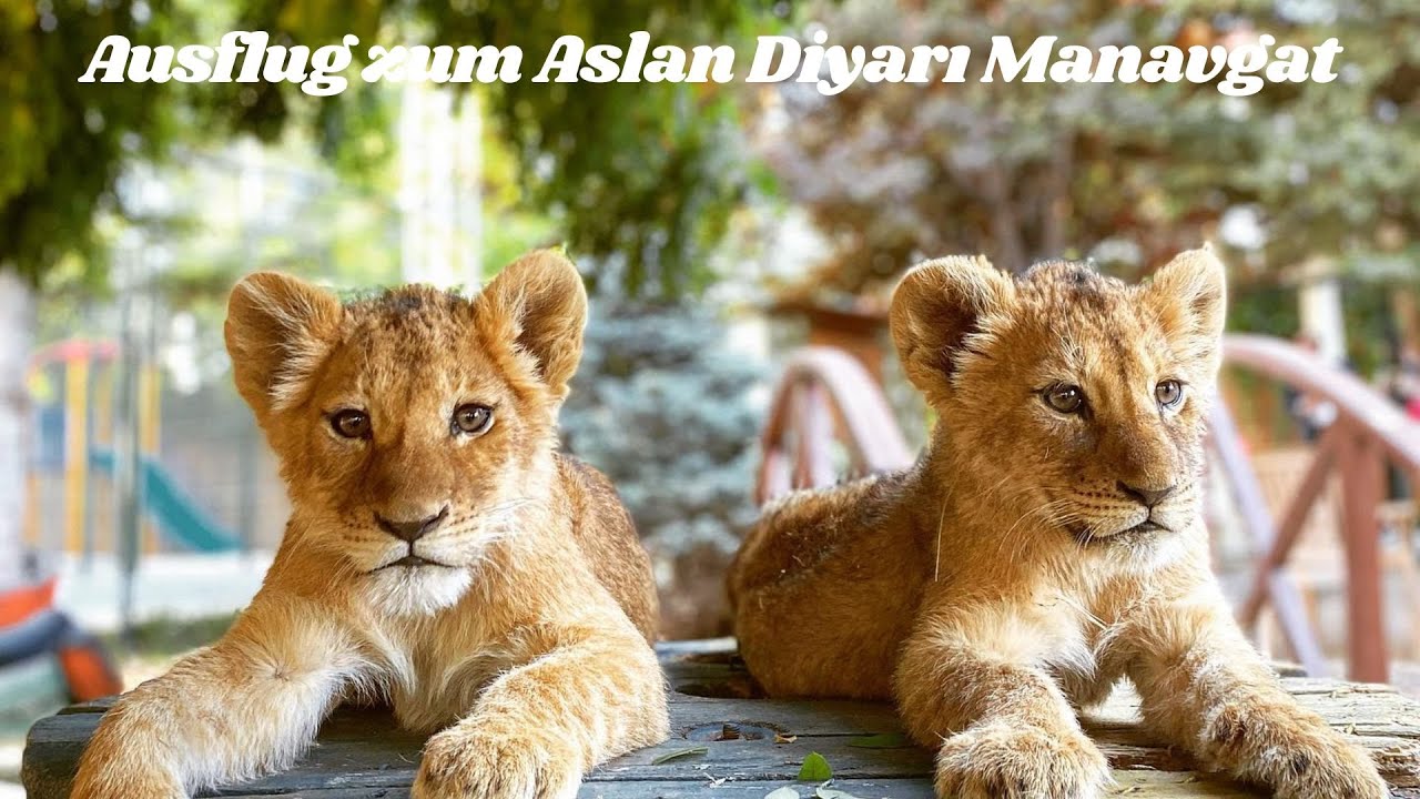 Ausflug zu den Löwen, #AslanDiyarı #manavgat